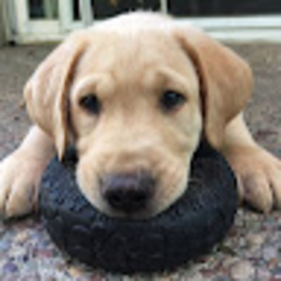 Meet your Posher, Lucia - Picture 1 of 1